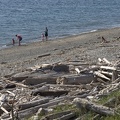 313-1666 Driftwood on Beach